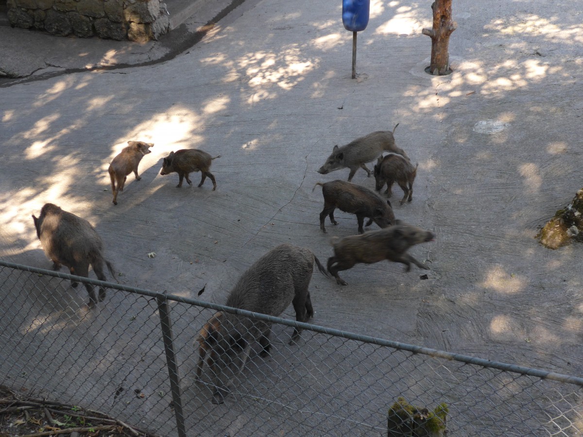 (164'356) - F�tterung der Wildschweine am 31. August 2015 im Tierpark Goldau
