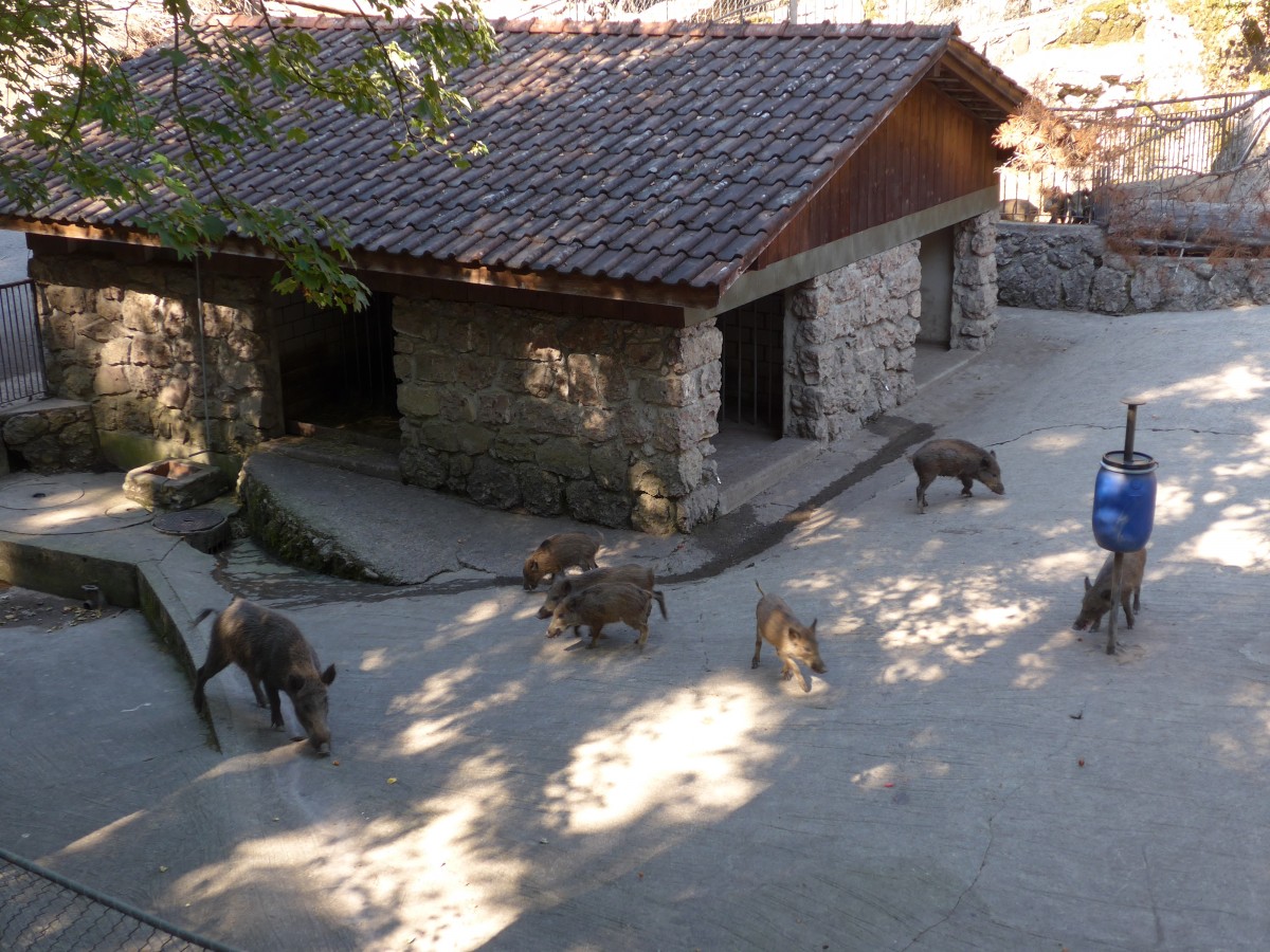 (164'357) - F�tterung der Wildschweine am 31. August 2015 im Tierpark Goldau