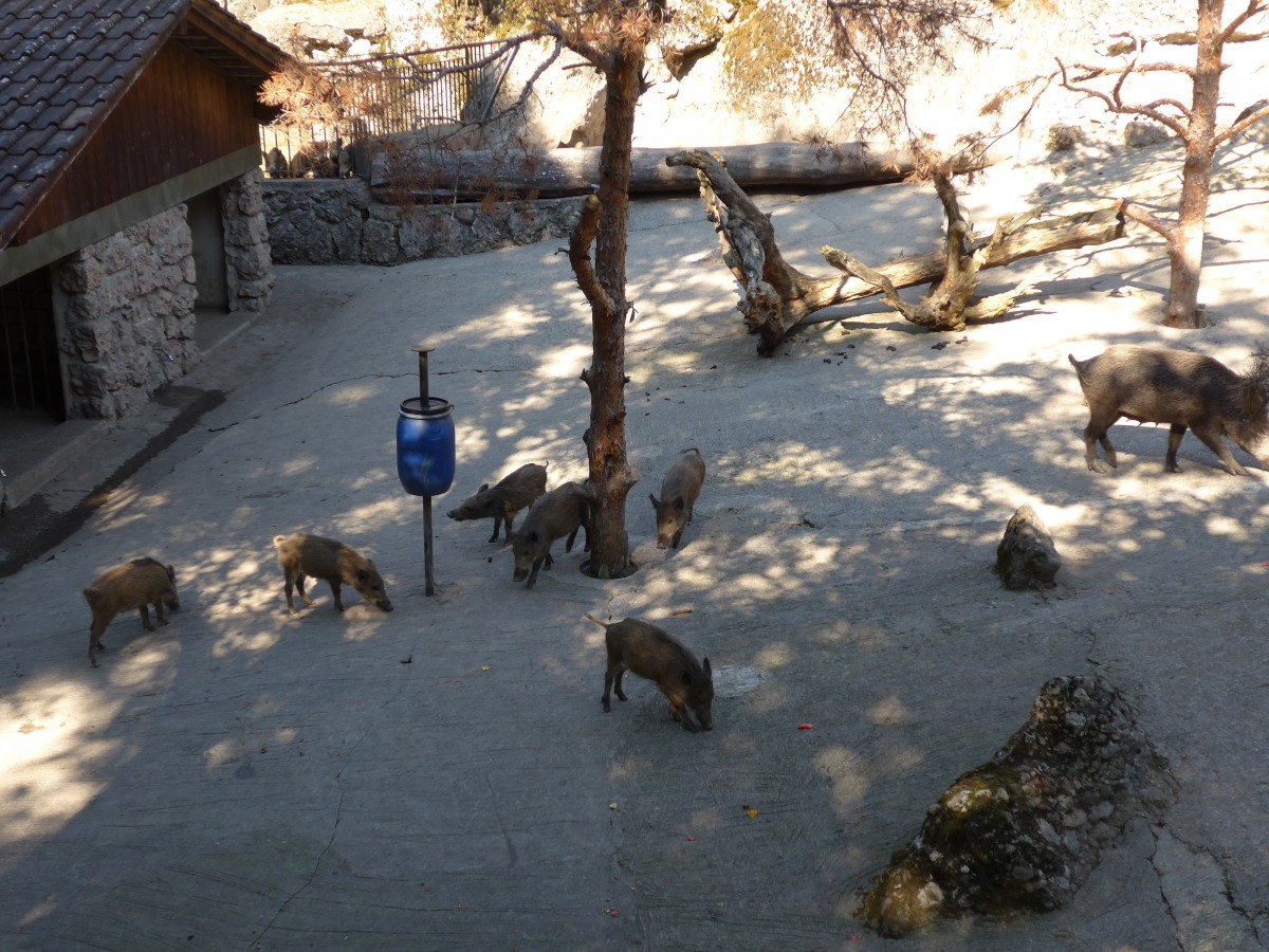 (164'358) - F�tterung der Wildschweine am 31. August 2015 im Tierpark Goldau