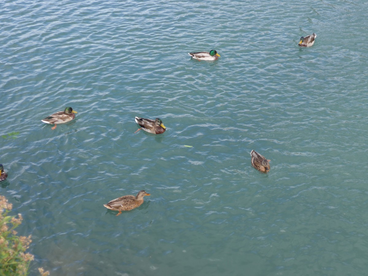 (164'898) - Enten am 16. September 2015 bei Fl�elen