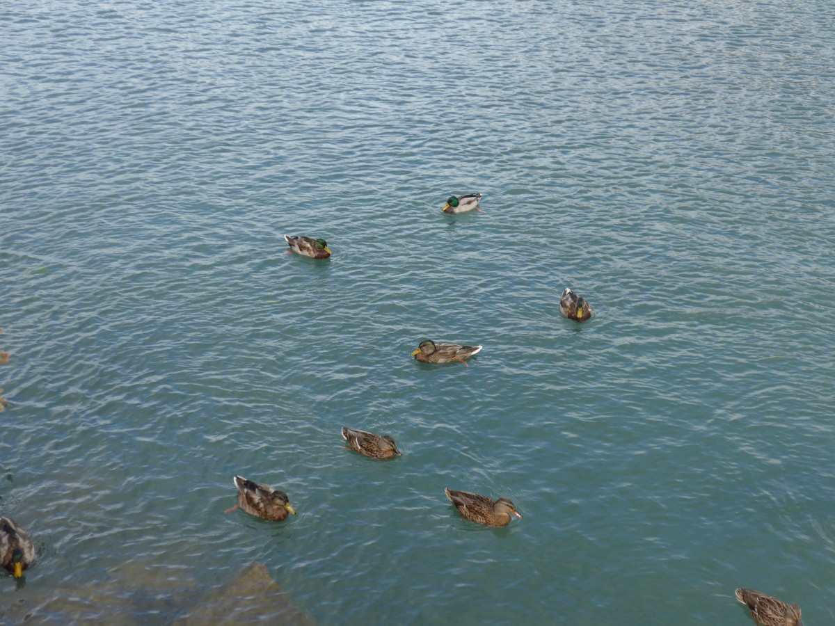 (164'899) - Enten am 16. September 2015 bei Fl�elen