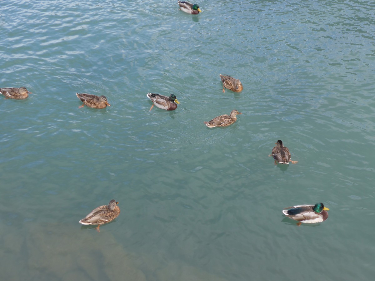 (164'900) - Enten am 16. September 2015 bei Fl�elen