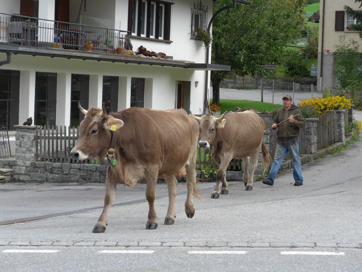 (165'342) - Zwei K�he �berqueren die Strasse am 19. September 2015 in Andeer, Tgavugl