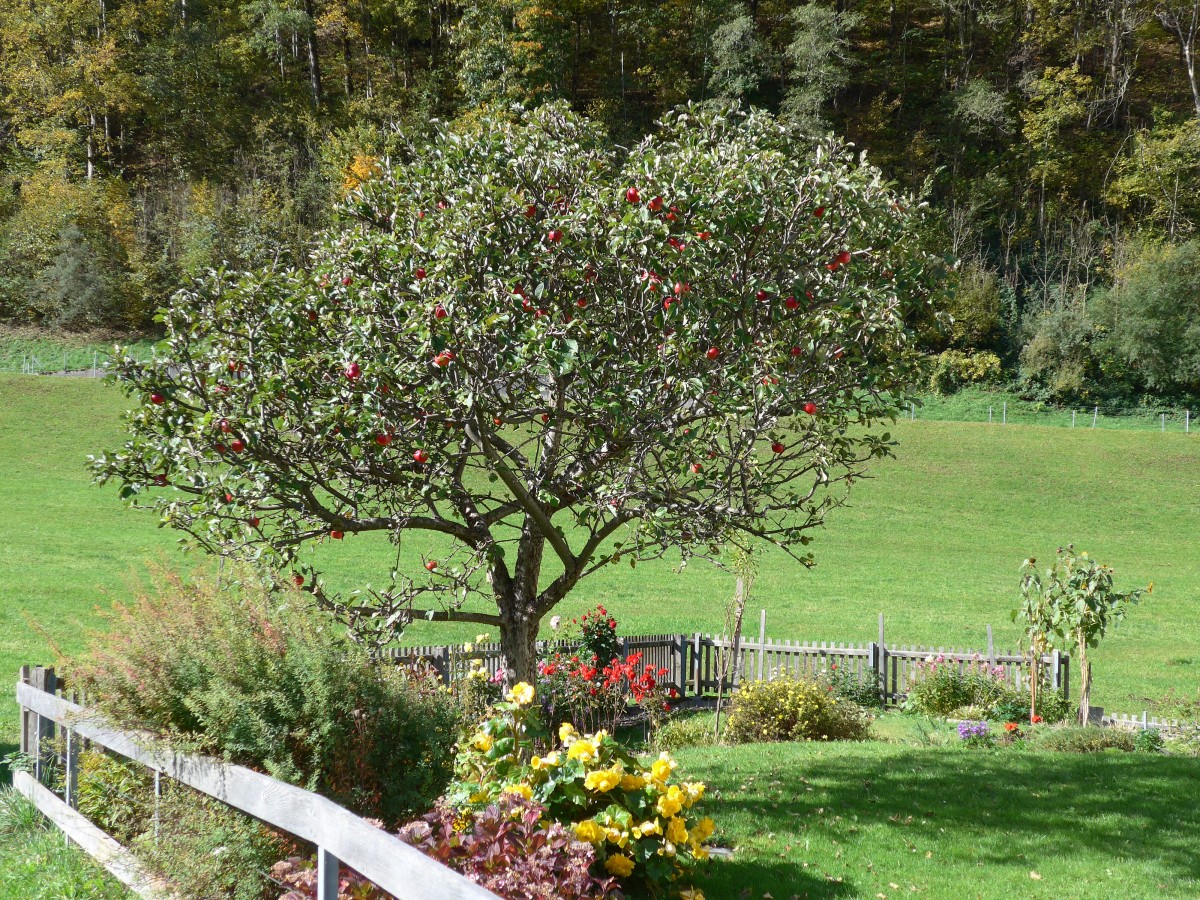 (166'147) - Apfelbaum und Blumen am 10. Oktober 2015 in Elm