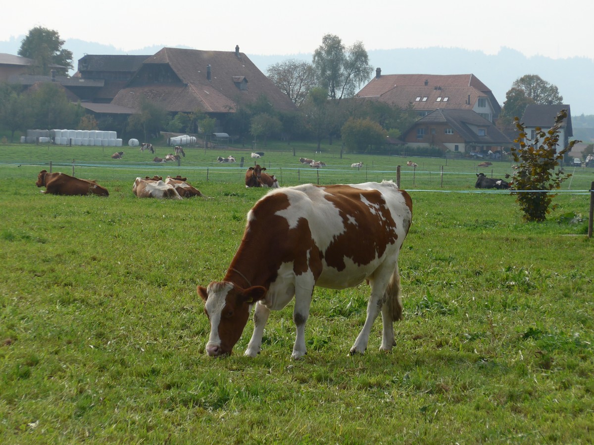 (166'231) - Rinder und K�he am 12. Oktober 2015 auf einer Weide in Zauggenried