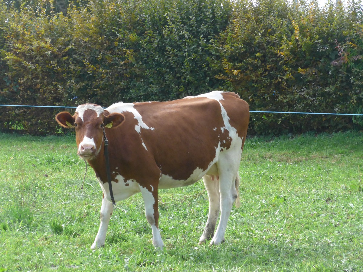 (166'232) - Rind am 12. Oktober 2015 in Zauggenried