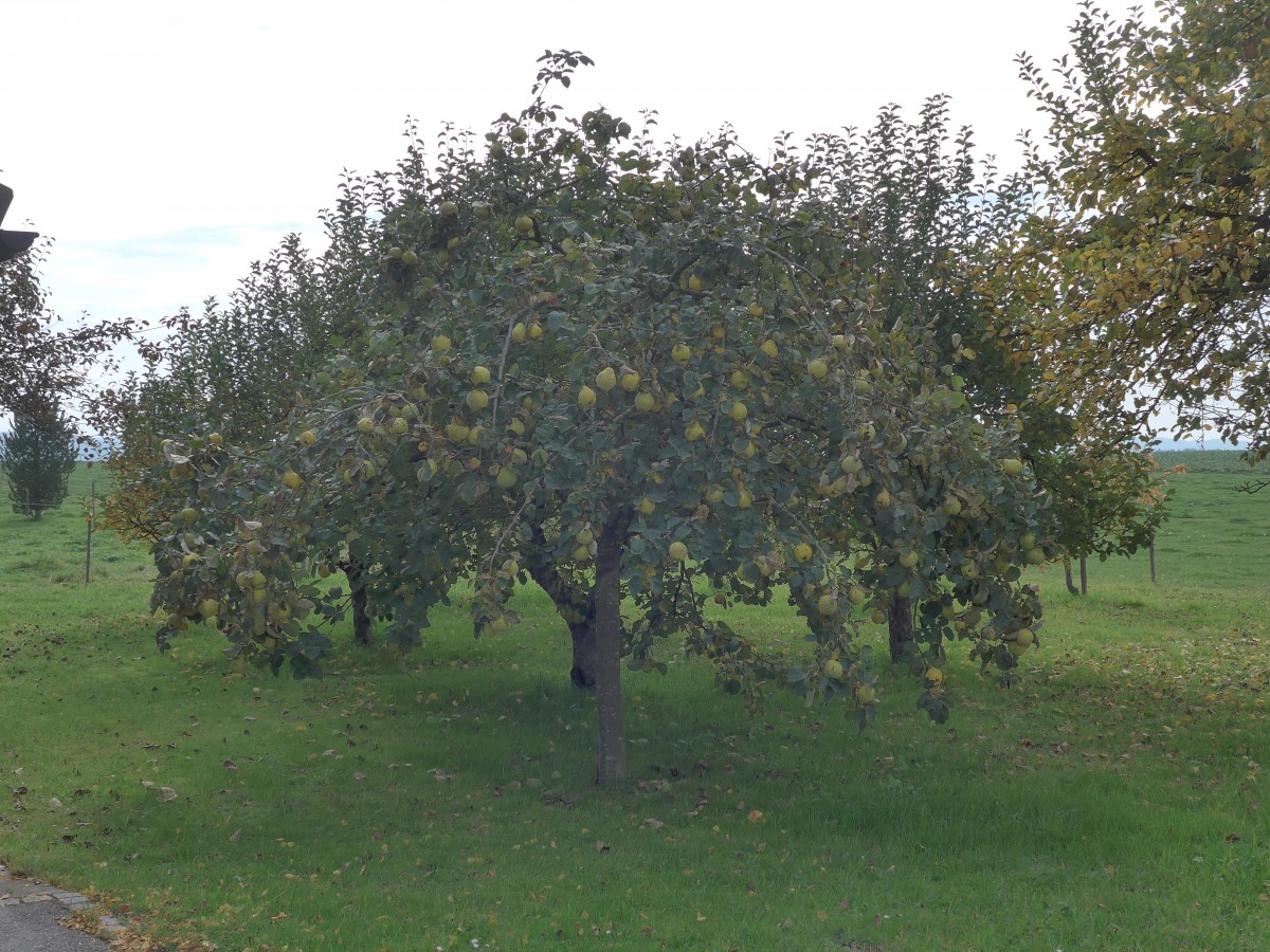 (166'236) - Quittenbaum am 12. Oktober 2015 in Zauggenried