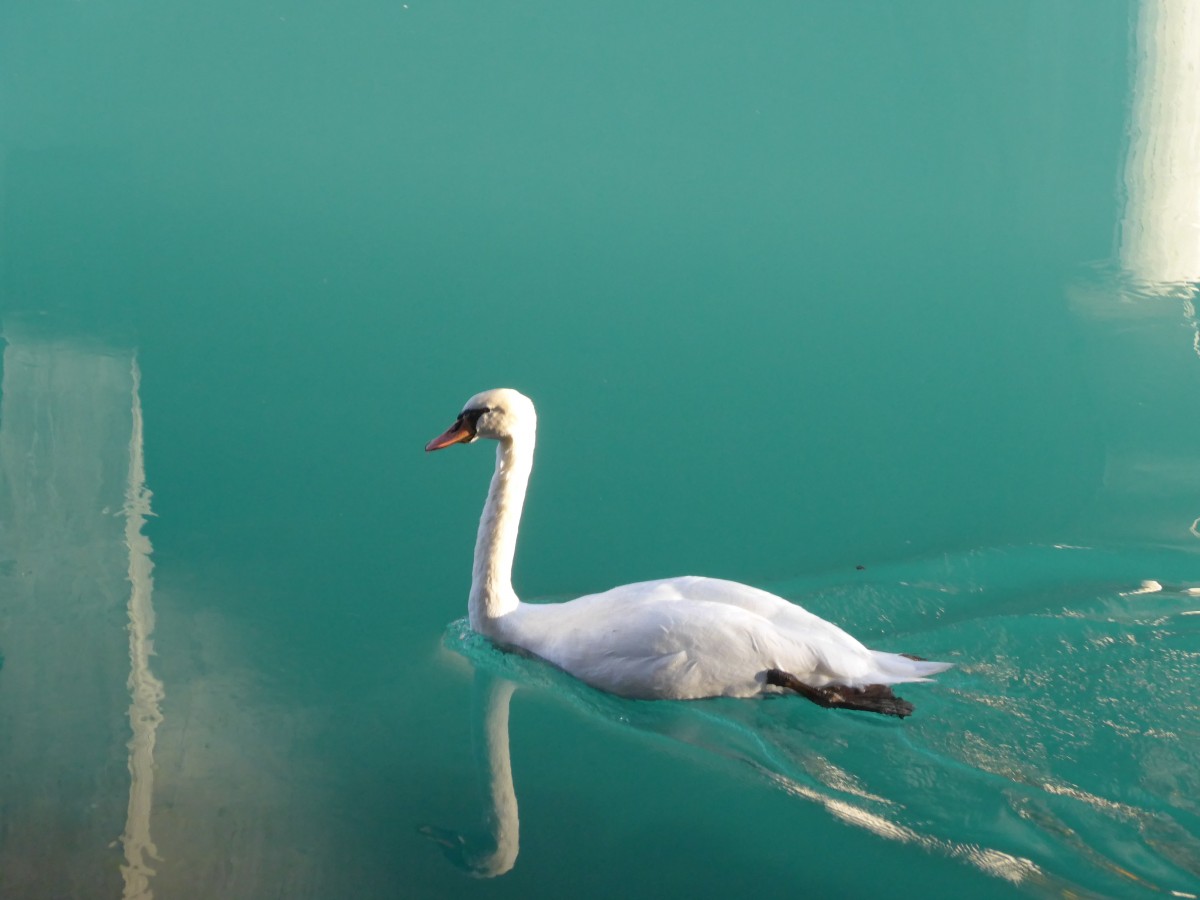 (166'591) - Ein Schwan am 8. November 2015 bei Unterseen
