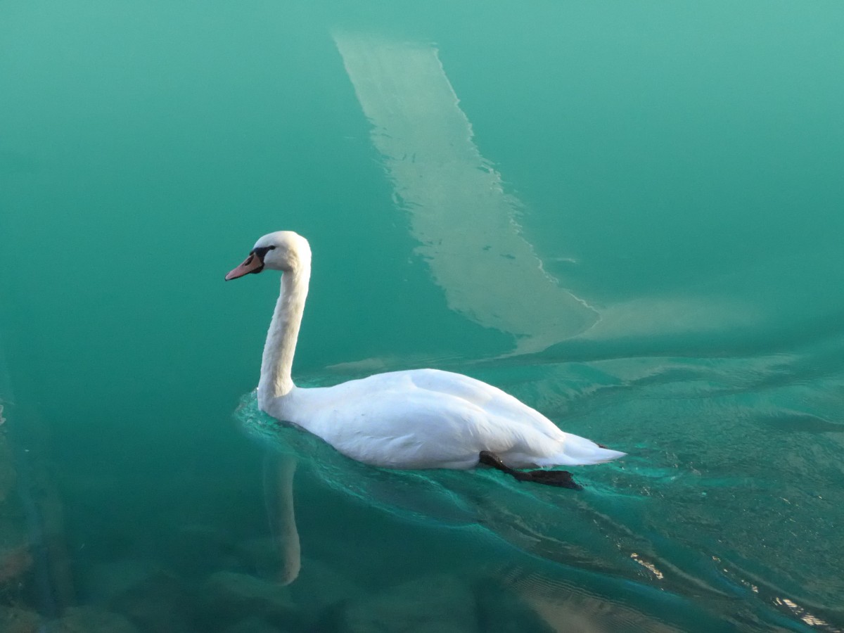 (166'592) - Ein Schwan am 8. November 2015 bei Unterseen
