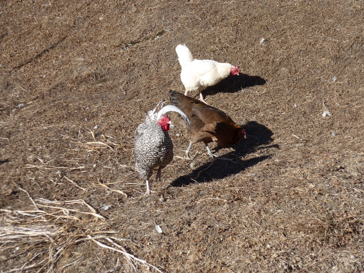 (168'079) - Drei H�hner am 29. Dezember 2015 in Juf
