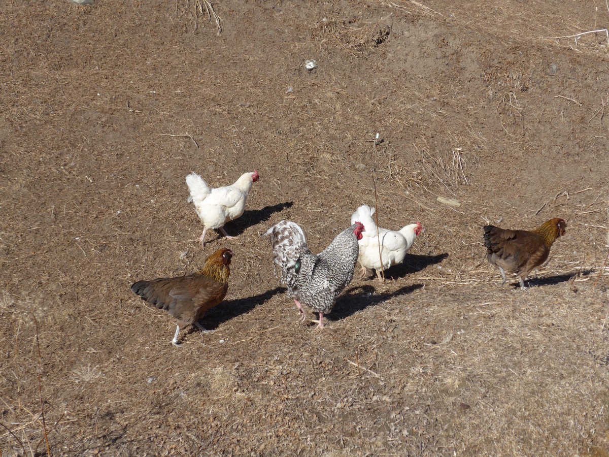 (168'080) - F�nf H�hner am 29. Dezember 2015 in Juf