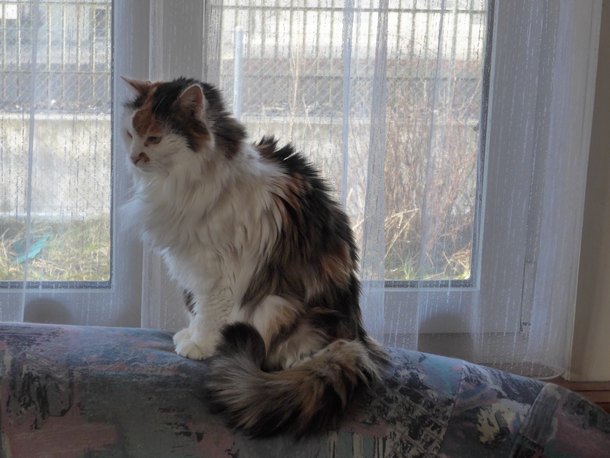 (168'725) - Katze Fortuna am 14. Februar 2016 auf dem Sofa