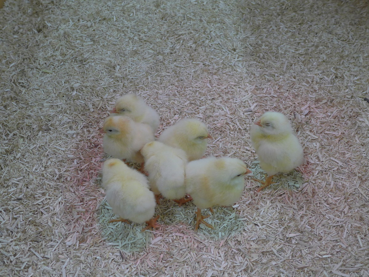 (169'248) - 7 junge K�ken am 15. M�rz 2016 im BrockiShop