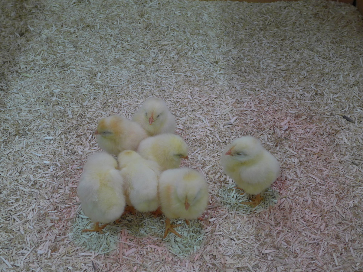 (169'249) - 7 junge K�ken am 15. M�rz 2016 im BrockiShop