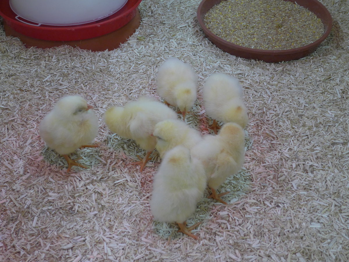 (169'250) - 7 junge K�ken am 15. M�rz 2016 im BrockiShop