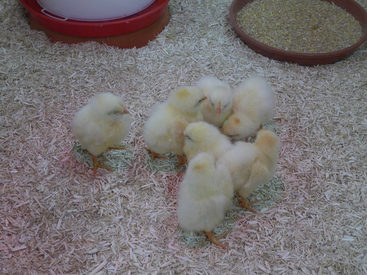 (169'251) - 7 junge K�ken am 15. M�rz 2016 im BrockiShop