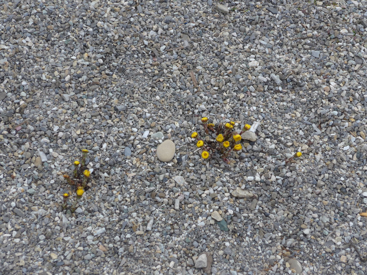 (169'379) - Zytr�seli am 21. M�rz 2016 beim Hauptbahnhof Solothurn