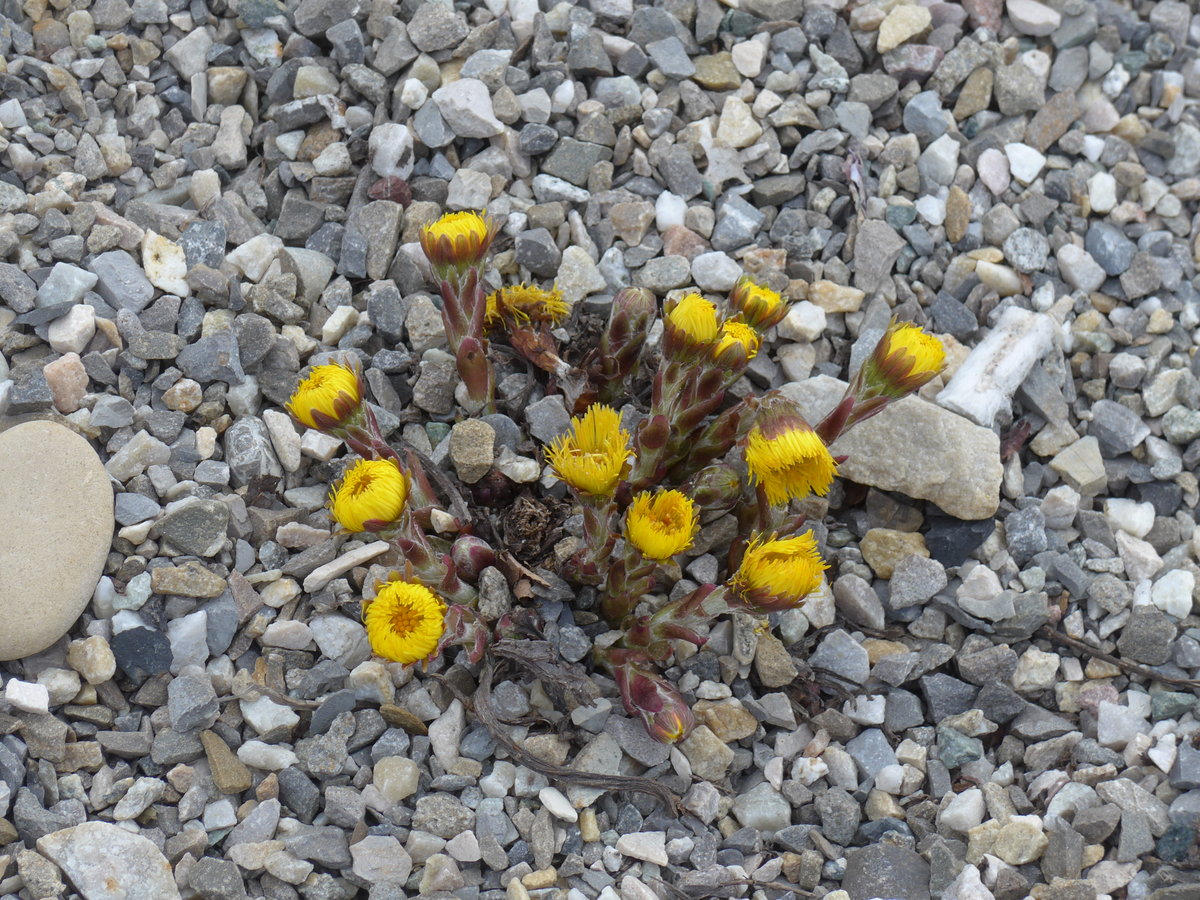 (169'380) - Zytr�seli am 21. M�rz 2016 beim Hauptbahnhof Solothurn