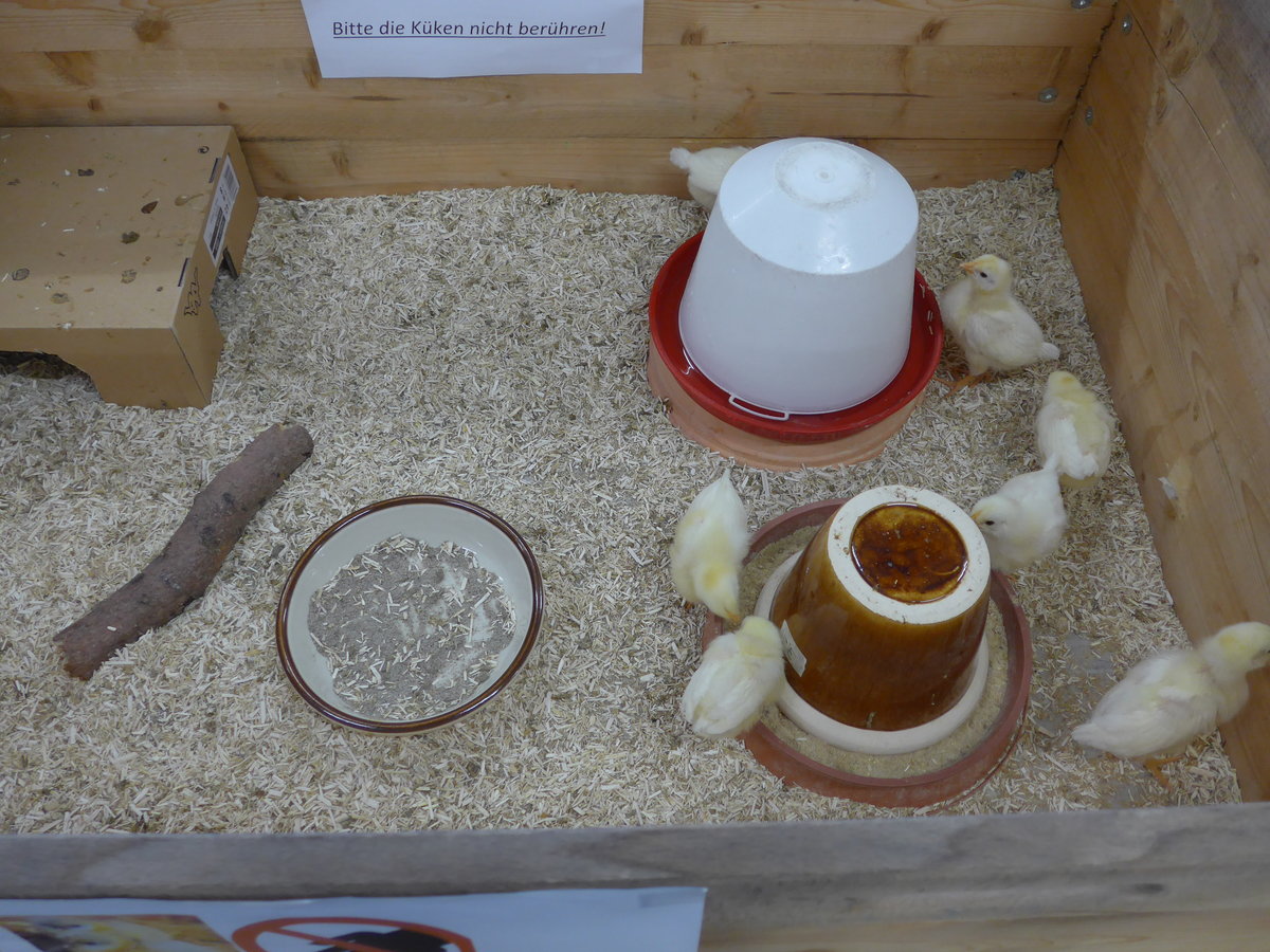 (169'503) - 7 junge K�ken am 25. M�rz 2016 im BrockiShop