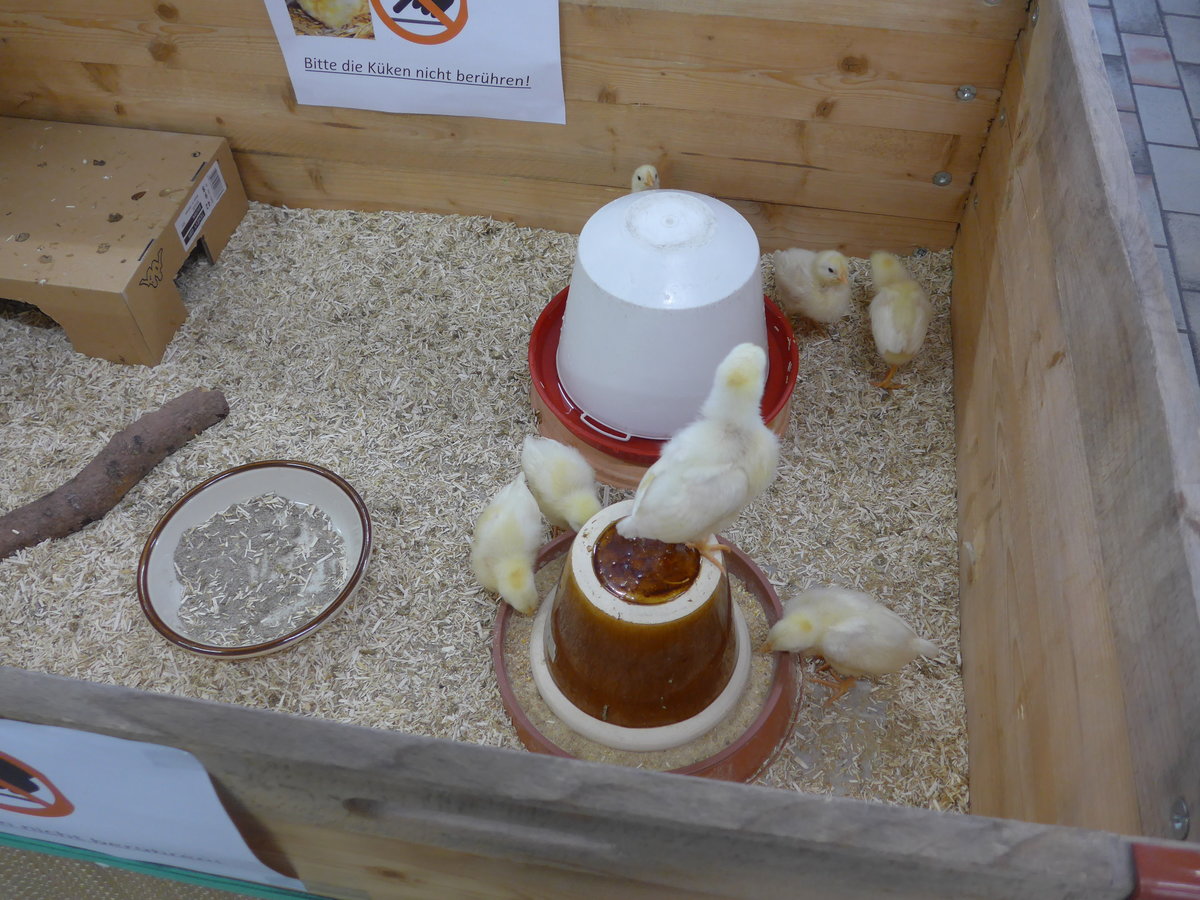 (169'504) - 7 junge K�ken am 25. M�rz 2016 im BrockiShop