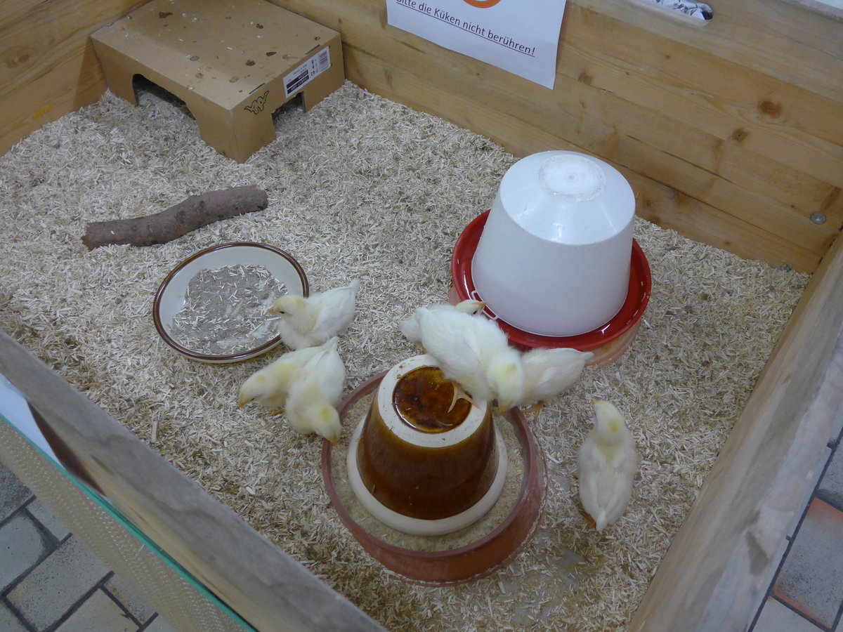 (169'505) - 7 junge K�ken am 25. M�rz 2016 im BrockiShop