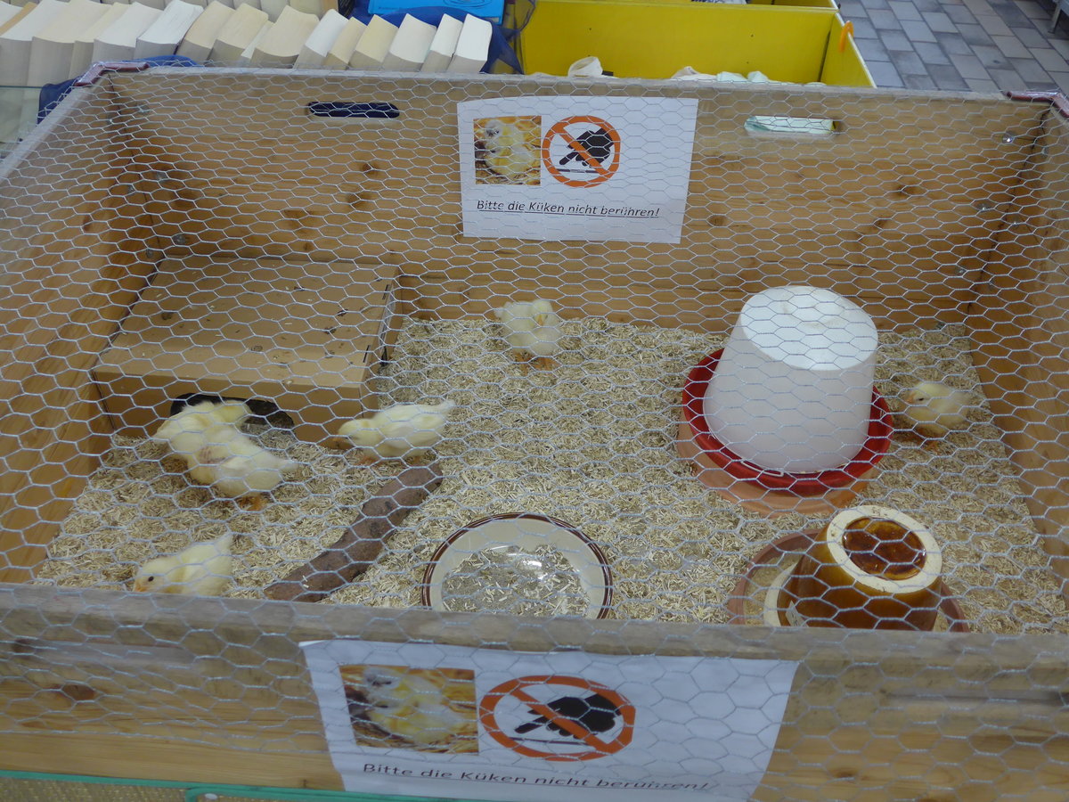 (169'506) - 7 junge K�ken am 25. M�rz 2016 im BrockiShop