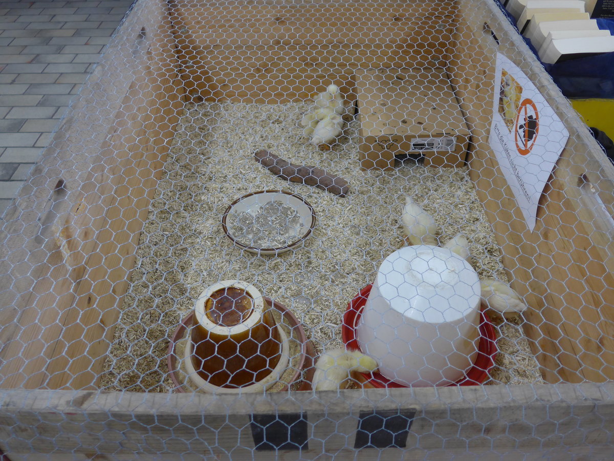 (169'507) - 7 junge K�ken am 25. M�rz 2016 im BrockiShop