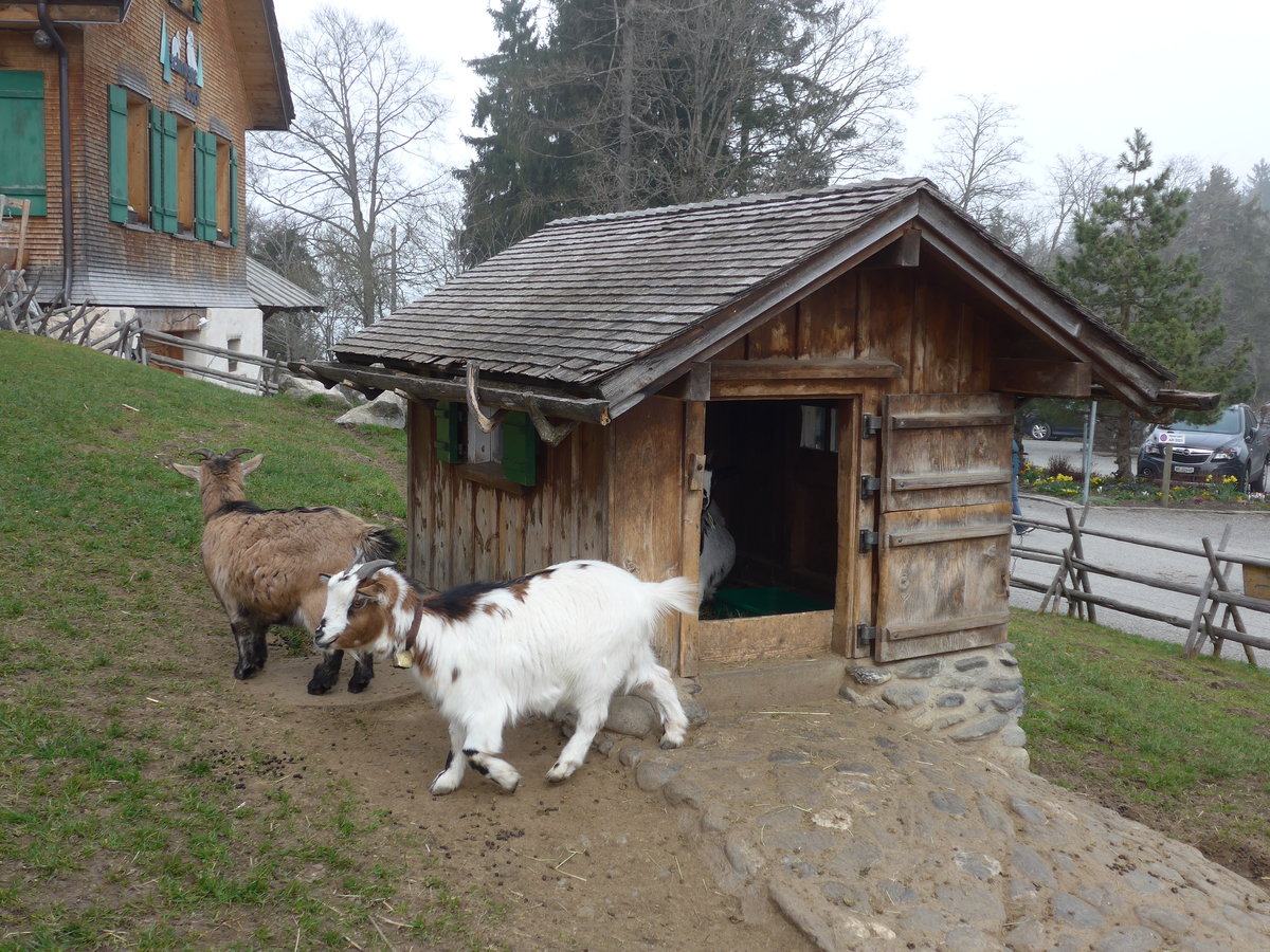 (169'656) - Zwergziegen mit Stall am 2. April 2016 in Teufen, Restaurant Waldegg