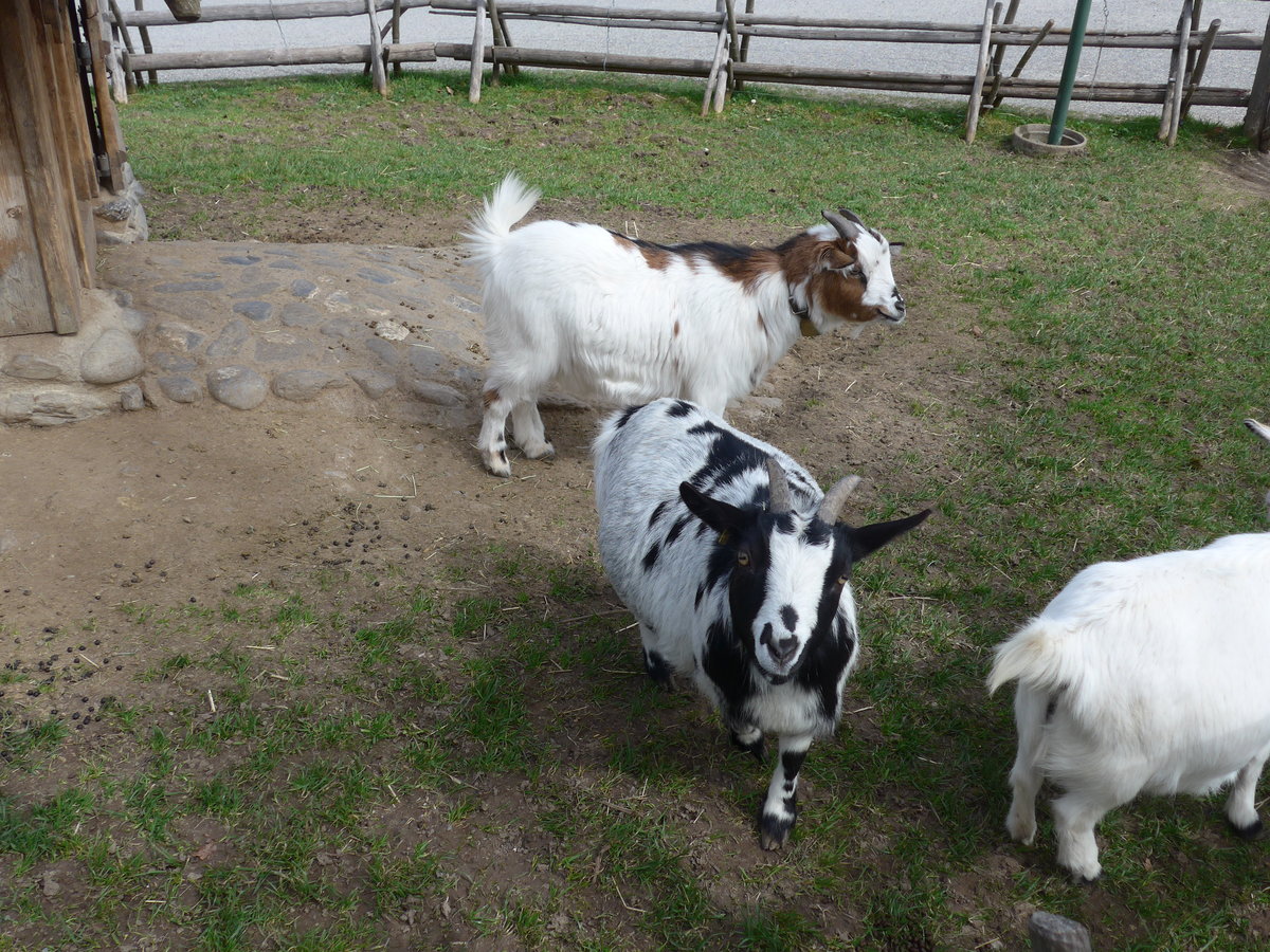 (169'662) - Zwergziegen am 2. April 2016 in Teufen, Restaurant Waldegg