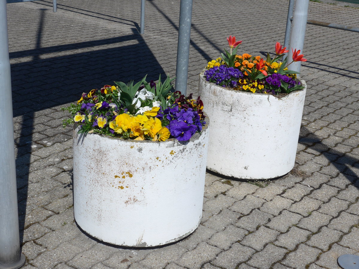 (169'851) - Zwei Blumenk�ber am 11. April 2016 bei der Schiffl�ndte Brienz