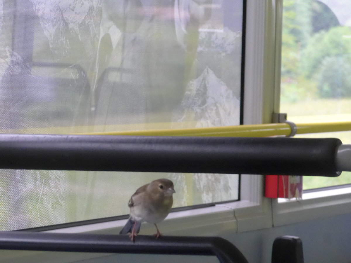 (171'733) - Ein Spatz im Postautoanh�nger am 12. Juni 2016 in Stechelberg