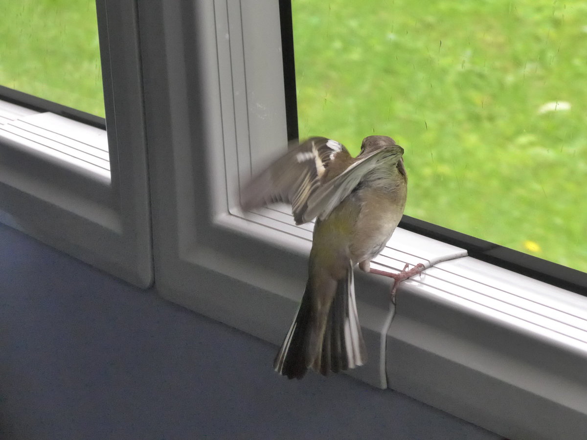 (171'734) - Ein Spatz im Postautoanh�nger am 12. Juni 2016 in Stechelberg