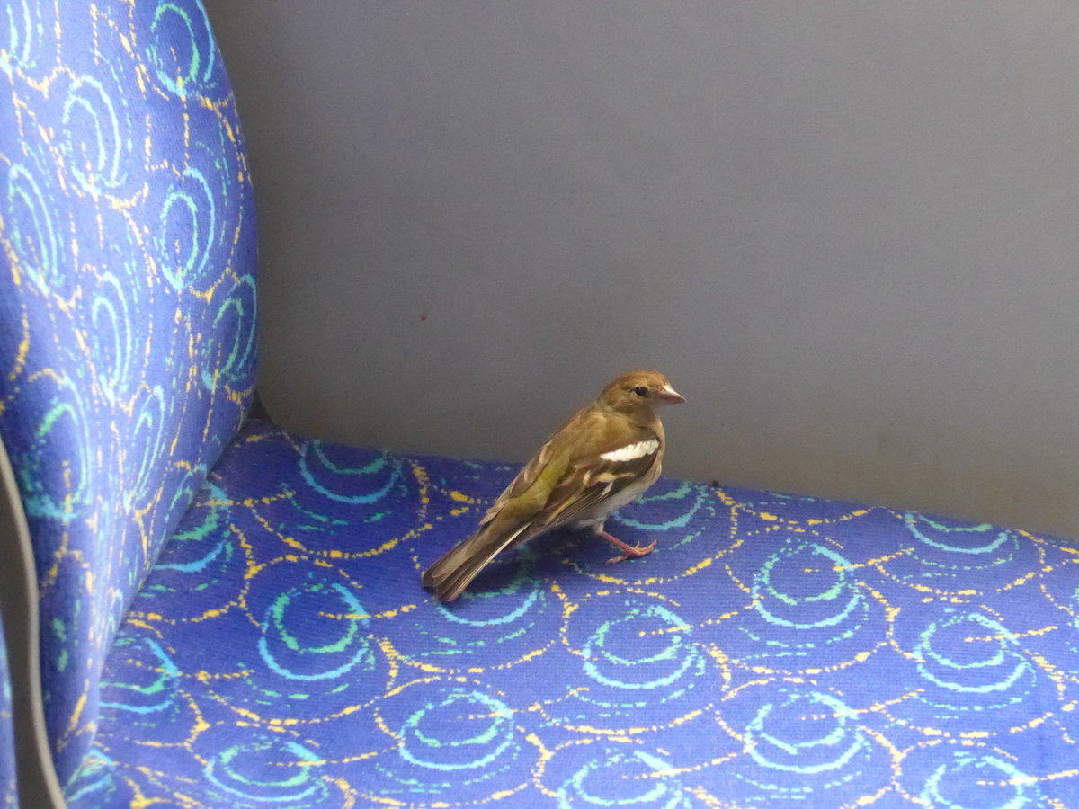 (171'735) - Ein Spatz im Postautoanh�nger am 12. Juni 2016 in Stechelberg