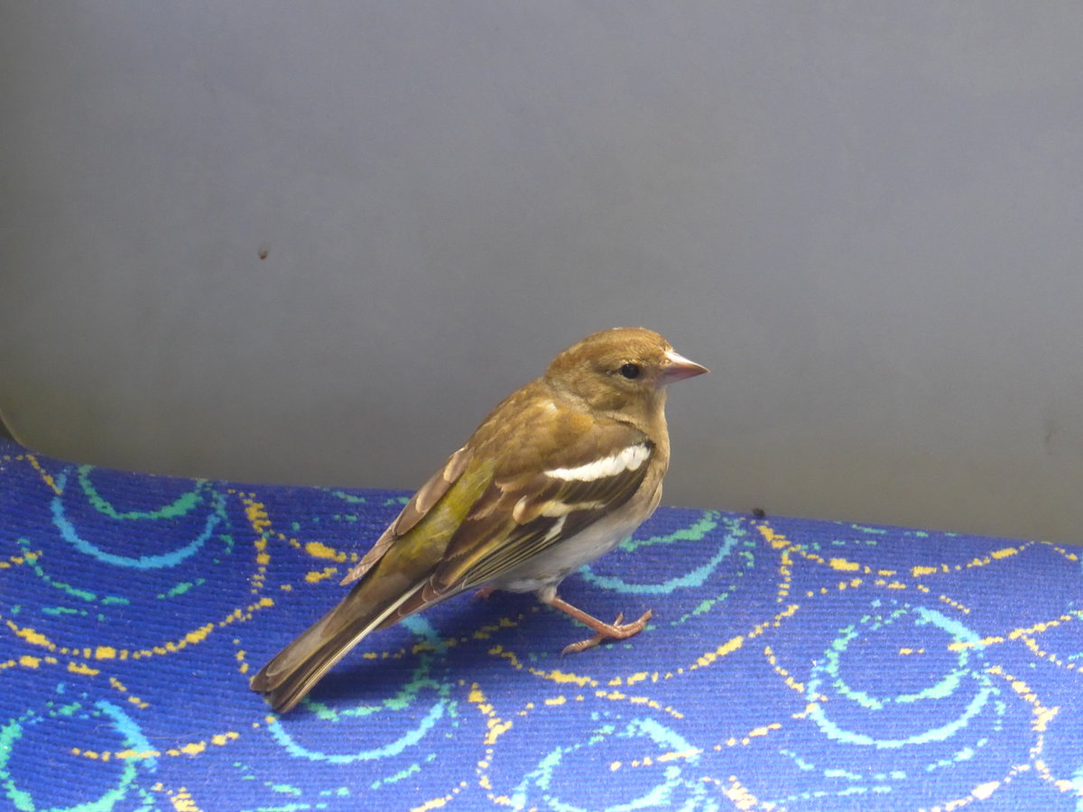 (171'736) - Ein Spatz im Postautoanh�nger am 12. Juni 2016 in Stechelberg