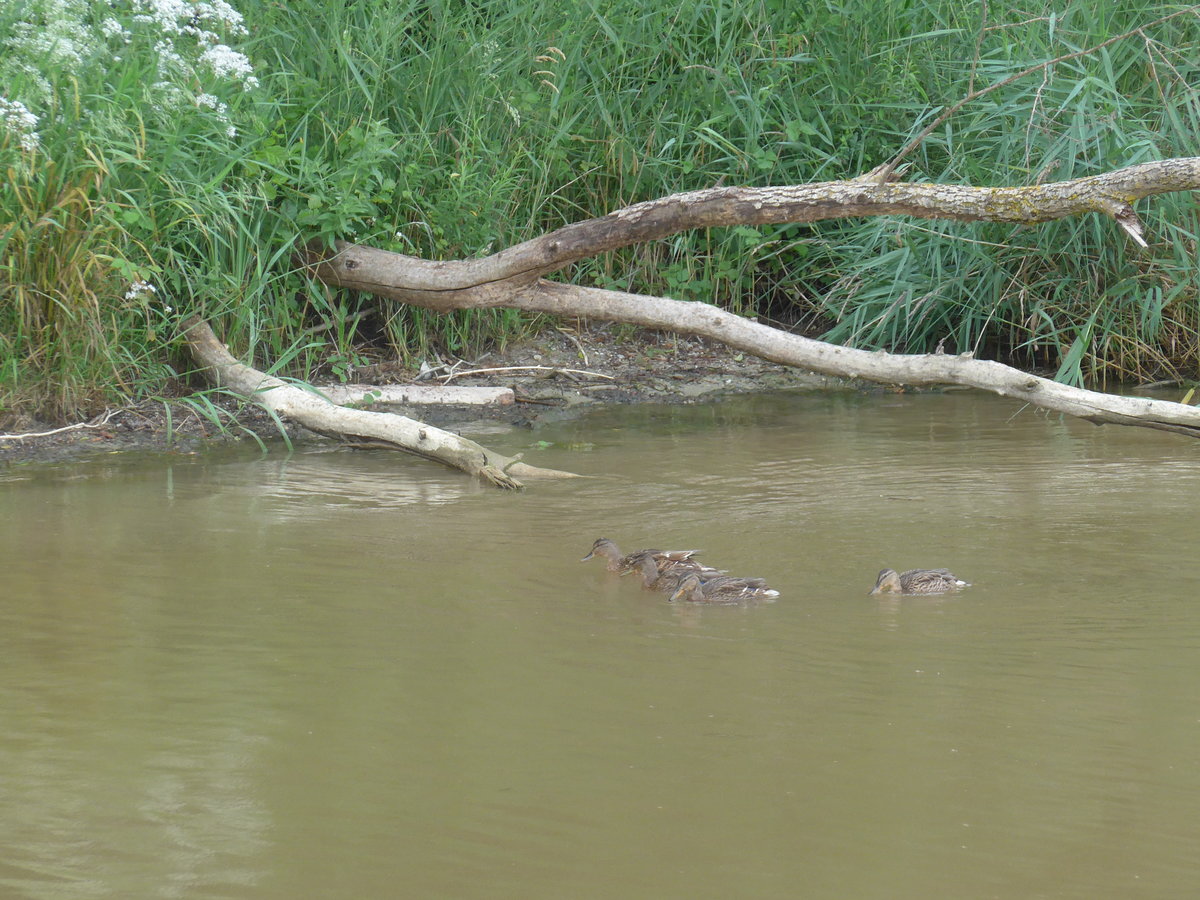 (172'898) - Enten am 13. Juli 2016 in der Menthue bei Yvonand