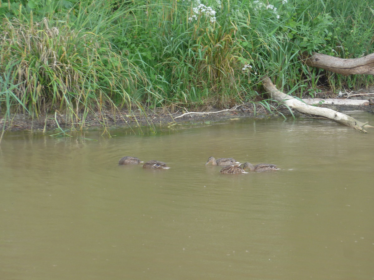 (172'899) - Enten am 13. Juli 2016 in der Menthue bei Yvonand