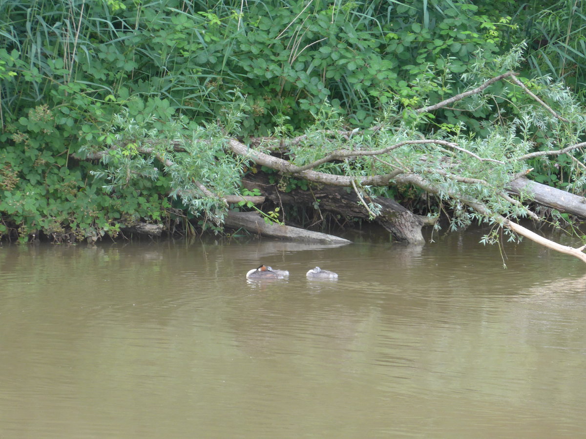 (172'901) - Enten am 13. Juli 2016 in der Menthue bei Yvonand