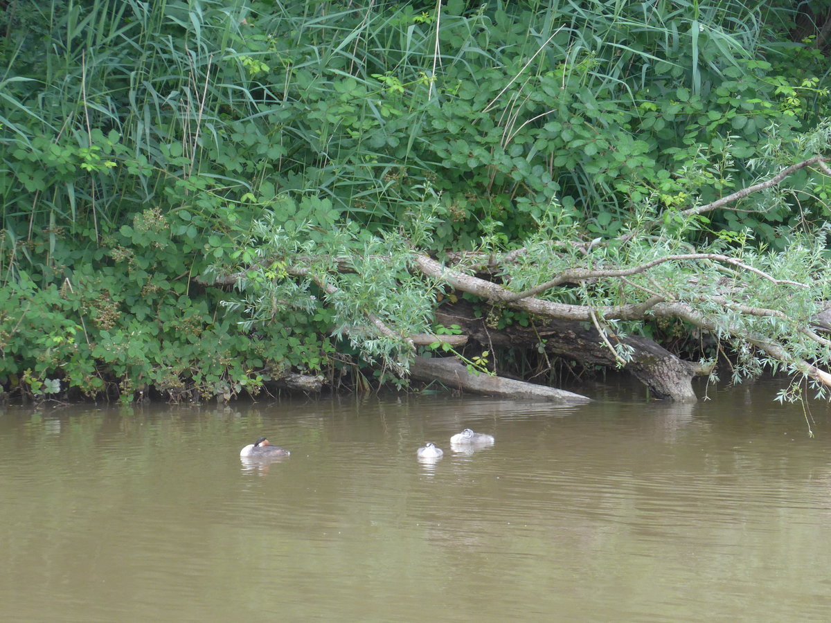 (172'902) - Enten am 13. Juli 2016 in der Menthue bei Yvonand