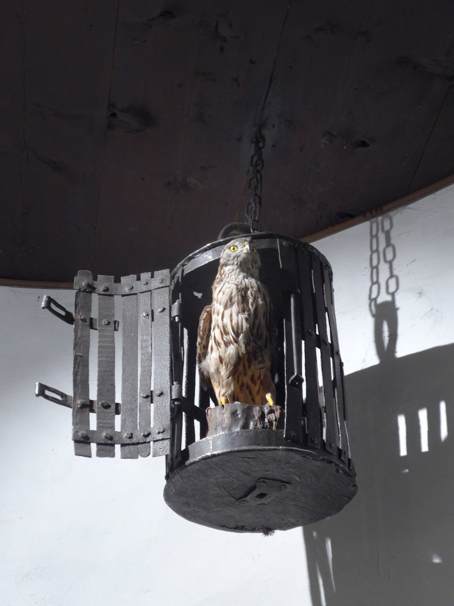 (172'962) - Ausgestopfte Eule am 13. Juli 2016 im Schloss Grandson