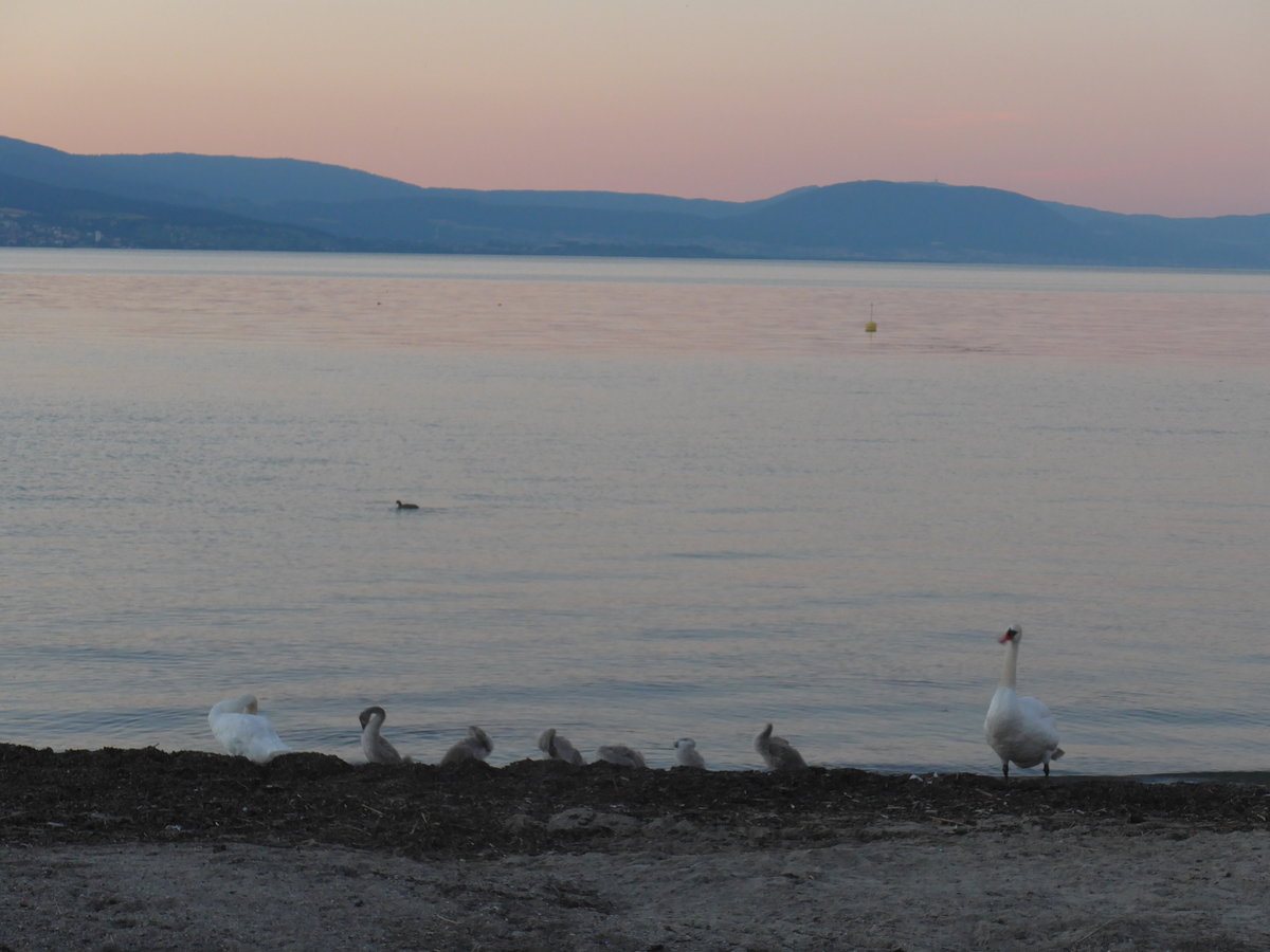 (173'101) - Schwanenfamilie am Neuenburgersee am 17. Juli 2016 bei Yvonand