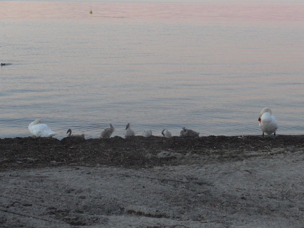 (173'102) - Schwanenfamilie am Neuenburgersee am 17. Juli 2016 bei Yvonand