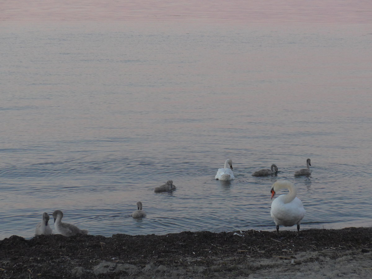 (173'103) - Schwanenfamilie am Neuenburgersee am 17. Juli 2016 bei Yvonand