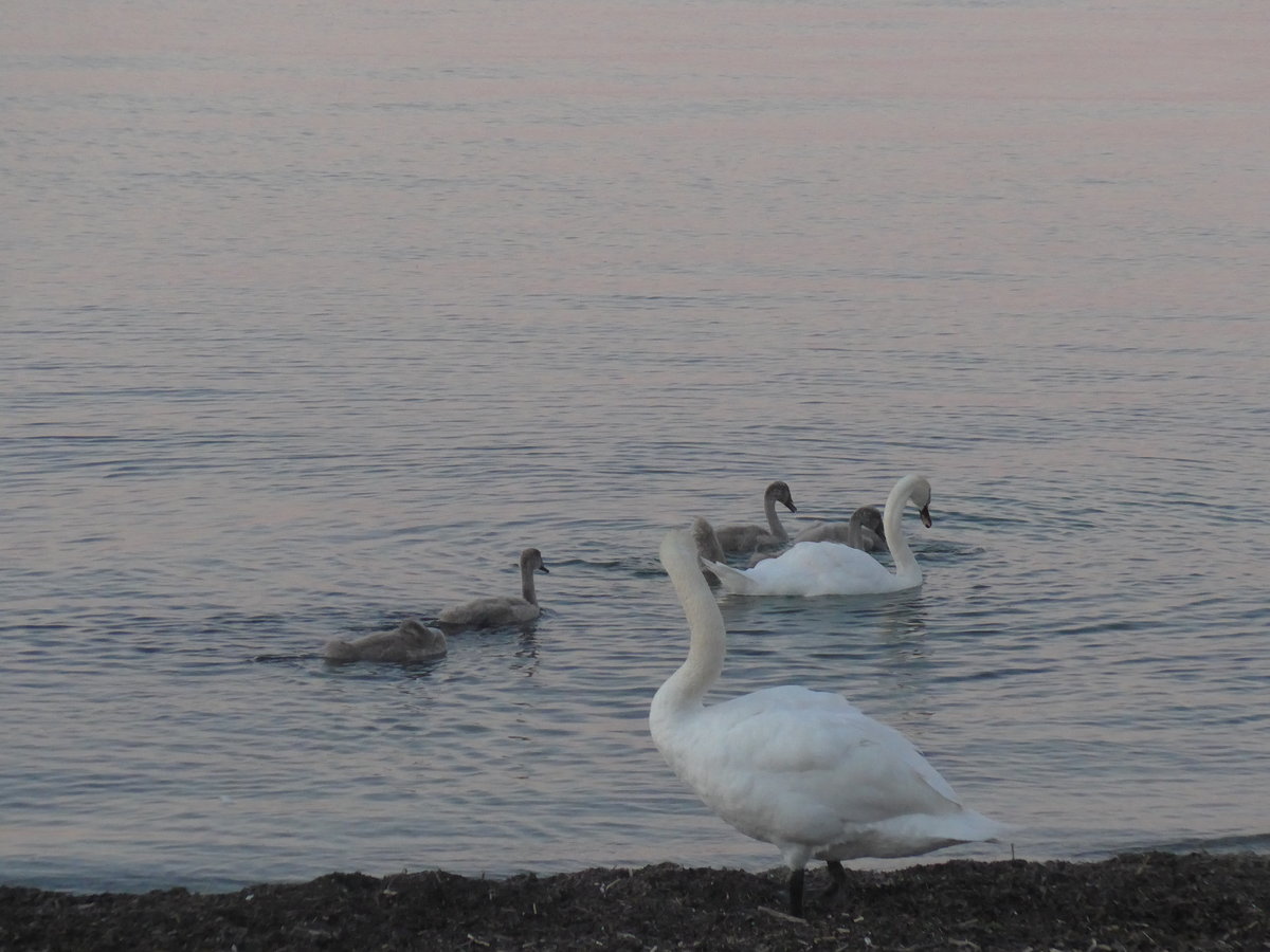 (173'104) - Schwanenfamilie am Neuenburgersee am 17. Juli 2016 bei Yvonand