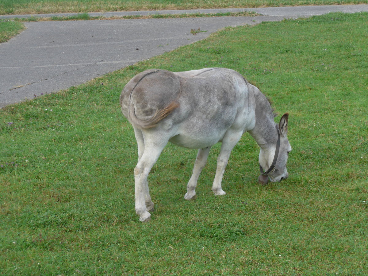 (173'225) - Esel am 21. Juli 2016 bei Rances