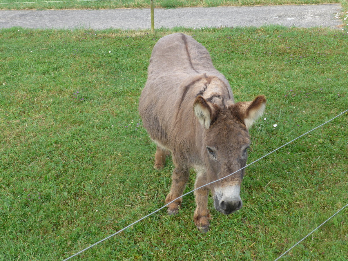 (173'228) - Esel am 21. Juli 2016 bei Rances