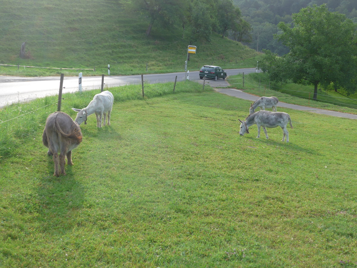 (173'229) - Vier Esel am 21. Juli 2016 bei Rances