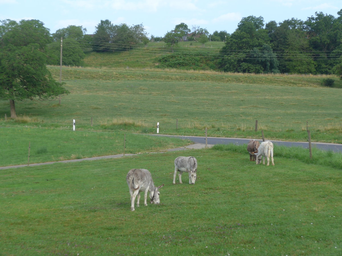 (173'230) - Vier Esel am 21. Juli 2016 bei Rances