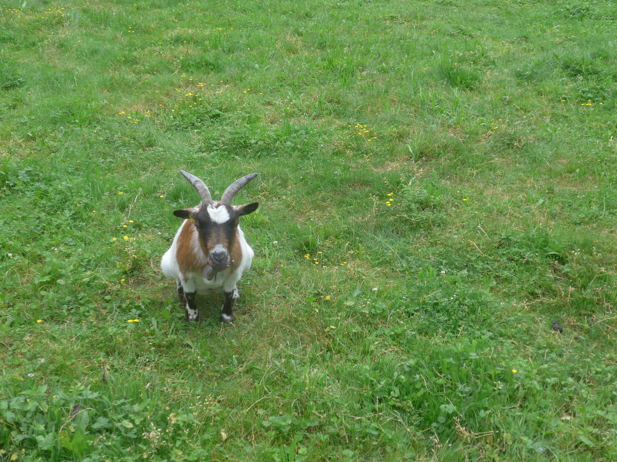 (173'261) - Zwergziege am 23. Juli 2016 in Iseltwald