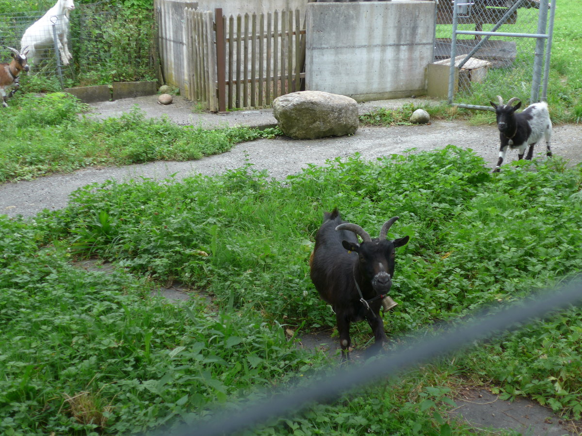 (173'267) - Zwergziegen am 23. Juli 2016 in Iseltwald