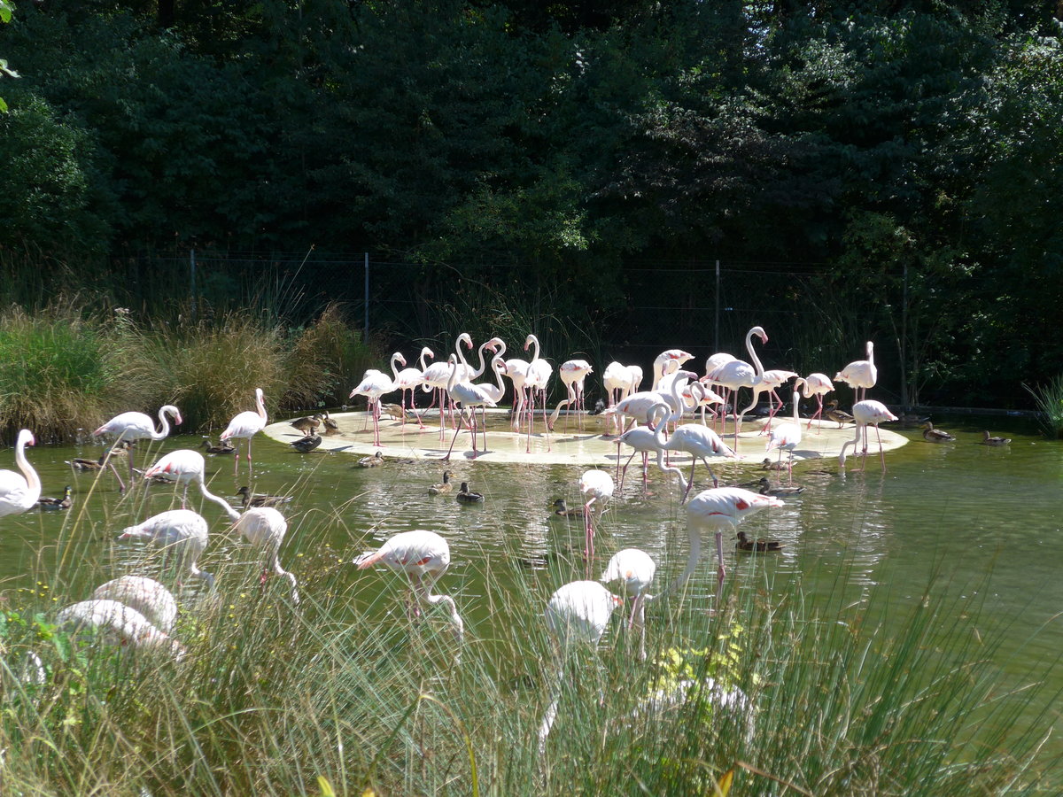 (174'409) - Flamingos am 28. August 2016 in Bern, Tierpark D�hlh�lzli